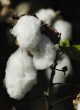 La laine de coton