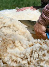 La laine de mouton